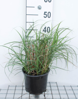 Miscanthus sinensis 'Strictus Dwarf'   pot 3L