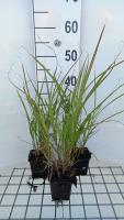 Miscanthus sinensis 'Silberfeder'   pot 9x9 cm  