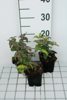 Monarda bradburiana   pot 9x9 cm  