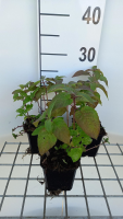 Monarda 'Croftway Pink'   pot 9x9 cm