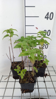 Monarda 'Fishes'   pot 9x9 cm