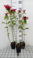 Monarda 'Gardenview Scarlet'   pot 9x9 cm  