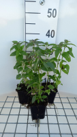 Monarda 'Marshall's Delight'   pot 9x9 cm  