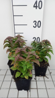 Monarda 'Acpetdel' (Petite Delight)   pot 9x9 cm