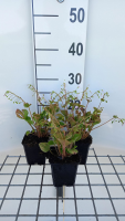 Montia sibirica   pot 9x9 cm