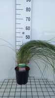 Muhlenbergia capillaris   pot 3L  