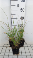 Muhlenbergia rigens   pot 9x9 cm