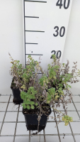 Nepeta 'Alba'   pot 9x9 cm  