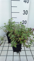 Nepeta racemosa 'Blue Wonder'   pot 9x9 cm