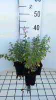 Nepeta 'Dropmore'   pot 9x9 cm