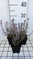 Nepeta x faassenii 'Publu' (Purrsian Blue)   pot 9x9 cm  