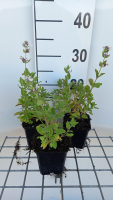 Nepeta grandiflora 'Dawn to Dusk'   pot 9x9 cm  