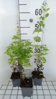 Nepeta govaniana   pot 9x9 cm
