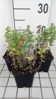 Nepeta racemosa 'Little Titch'   pot 9x9 cm  