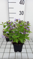 Nepeta subsessilis 'Washfield'   pot 9x9 cm