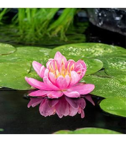 Nymphaea 'Mayla'   pot 11x11 cm