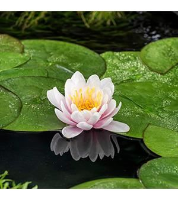 Nymphaea 'Venusta'   pot 11x11 cm