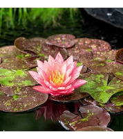 Nymphaea 'Wanvisa'   pot 11x11 cm