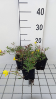 Oenothera 'African Sun'   pot 9x9 cm