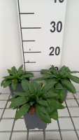 Oenothera fruticosa 'Sonnenwende'   pot 9x9 cm