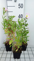 Oenothera speciosa   pot 9x9 cm
