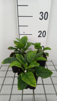 Omphalodes verna 'Alba'   pot 9x9 cm