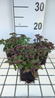 Origanum laevigatum 'Herrenhausen'   pot 9x9 cm  