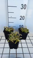 Origanum vulgare 'Aureum'   pot 9x9 cm (Marjolein 'Gele' / 'Aureum')