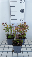 Origanum vulgare 'Thumble's Variety'   pot 9x9 cm
