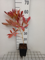 Paeonia 'Blaze of Beauty'   pot 1L