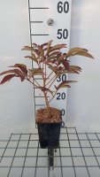 Paeonia 'Victoire de la Marne'   pot 1L