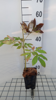 Paeonia 'Mme Calot'   pot 1L