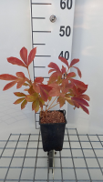 Paeonia 'Nymphe'   pot 1L