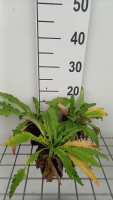 Papaver orientale 'Beauty of Livermere'   pot 9x9 cm  