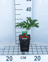 Paeonia officinalis 'Rosea Plena'   pot 1L