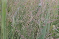 Panicum virgatum 'Cloud Nine'   pot 9x9 cm  