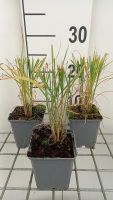 Panicum virgatum   pot 9x9 cm