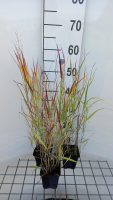 Panicum virgatum 'Shenandoah'   pot 9x9 cm  