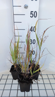Panicum virgatum 'Strictum'   pot 9x9 cm  