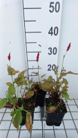 Persicaria ampl. 'Anne's Choice'®   pot 9x9 cm