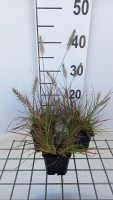 Pennisetum alopecuroides 'Burgundy Bunny'   pot 9x9 cm