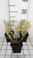 Perovskia atriplicifolia 'Blue Steel'   pot 9x9 cm