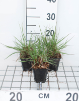 Pennisetum alopecuroides 'Cassian'   pot 9x9 cm  