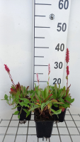 Persicaria aff. 'Dimity'   pot 9x9 cm