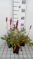 Persicaria affinis 'Donald Lowndes'   pot 9x9 cm