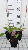 Persicaria amplexicaulis 'Fascination'   pot 9x9 cm  