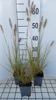 Pennisetum alopecuroides 'Goldstrich'   pot 9x9 cm