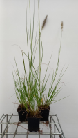 Pennisetum alopecuroides 'Herbstzauber'   pot 9x9 cm  