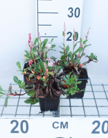 Persicaria affinis 'Kabouter'   pot 9x9 cm  