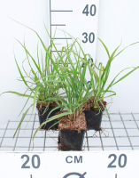 Pennisetum alopecuroides 'Moudry'   pot 9x9 cm